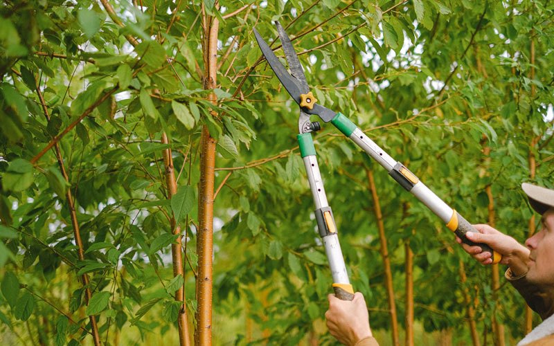 Tree trimming in Washta, IA